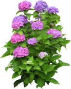 http://img.mega.kg/images/Bnt50920.png