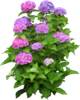 http://img.mega.kg/images/Bnt50920.png