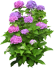 http://img.mega.kg/images/Bnt50920.png