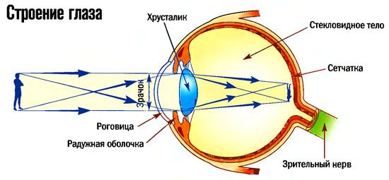 Картинки по запросу строение глаза человека