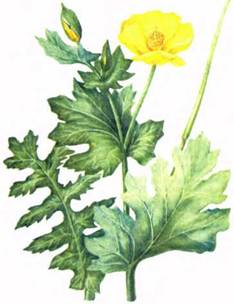 image313