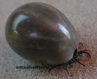 ����� ����� Ixodes Ricinus ����� ������������