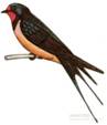 http://www.zooclub.ru/skat/img.php?w=650&h=600&img=./attach/sim/834.jpg
