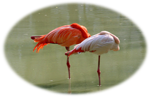 flamingo1.jpg