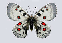http://im6-tub-ru.yandex.net/i?id=169362202-47-72&n=21