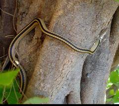 http://bluesbag2.narod.ru/2010-snake-501.jpg