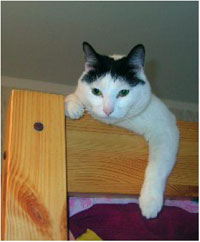Кошка