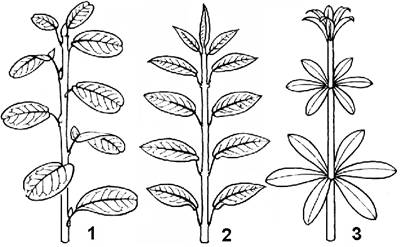 http://refdb.ru/images/931/1860892/4e27d430.png