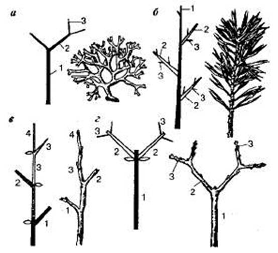 http://sbio.info/images/tmp55-16.jpg