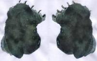 G:\���\��������\� �������\2012-04-07 �\� 008�.jpg