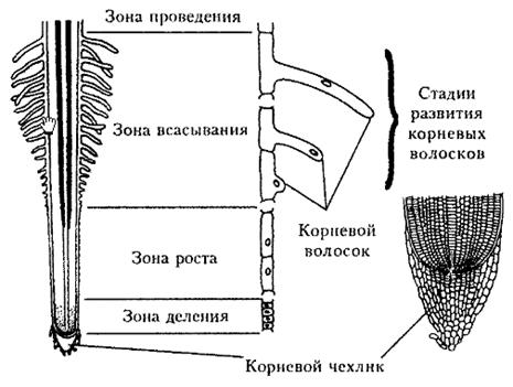 &vcy;&iecy;&gcy;&iecy;&tcy;&acy;&tcy;&icy;&vcy;&ncy;&ycy;&iecy; &ocy;&rcy;&gcy;&acy;&ncy;&ycy; &rcy;&acy;&scy;&tcy;&iecy;&ncy;&icy;&jcy; - &pcy;&ocy;&lcy;&iecy;&zcy;&ncy;&ycy;&iecy; &scy;&tcy;&acy;&tcy;&softcy;&icy; &pcy;&ocy; &iecy;&scy;&tcy;&iecy;&scy;&tcy;&vcy;&ocy;&zcy;&ncy;�