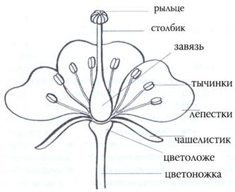 &CHcy;&tcy;&ocy; &tcy;&acy;&kcy;&ocy;&iecy; &scy;&tcy;&ocy;&lcy;&bcy;&icy;&kcy; &ucy; &rcy;&acy;&scy;&tcy;&iecy;&ncy;&icy;&jcy;?