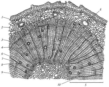 Рис. 93. Стебель сосны (Pinus sylvestris) на поперечном разрезе: 1 - пробка; 2 - паренхима первичной коры; 3 - флоэма; 4 - камбий; 5 - ксилема; 6 - весенние трахеиды; 7 - осенние трахеиды; 8 - смоляной ход; 9 - сердцевина; 10 - сердцевинный луч