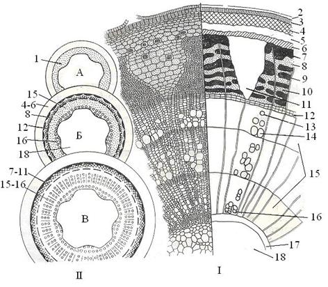 http://e-lib.gasu.ru/eposobia/papina/bolprak/chap4/R_4_2_clip_image004.jpg