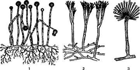 http://sbio.info/images/tmp55-3.jpg