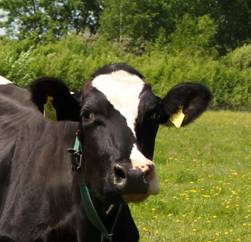 http://www.milk-village.ru/userfiles/images/r3.jpg