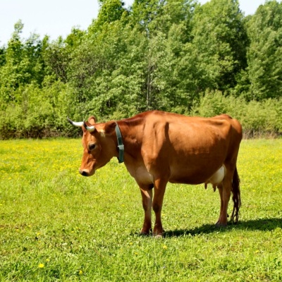 http://www.milk-village.ru/userfiles/images/a3.jpg