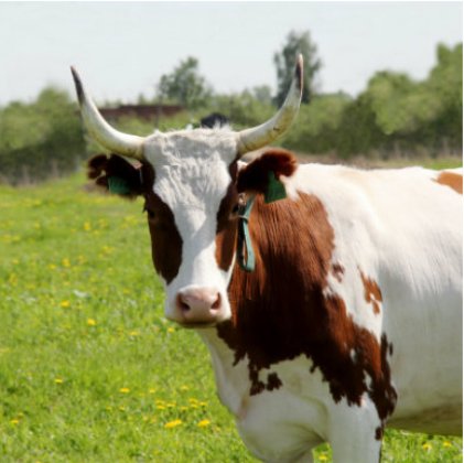 http://www.milk-village.ru/userfiles/images/a4.jpg