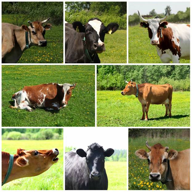 http://www.milk-village.ru/assets/gallery/1/7.jpg