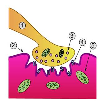 ����:Synapse diag4.png