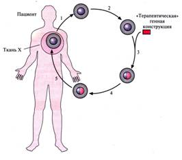 C:\Users\Катерина\Pictures\генотерапия.jpg