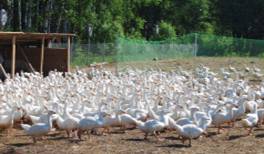 ��������: &Pcy;&tcy;&icy;&tscy;&iecy;&vcy;&ocy;&dcy;&scy;&tcy;&vcy;&ocy;