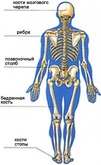 кости, костная система