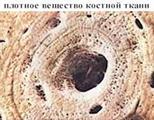 плотное вещество костной ткани