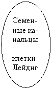 Овал: Семен-
ные ка-
нальцы
клетки
Лейдиг
га