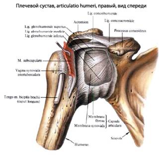 Плечевой сустав человека
