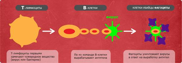 Как работает иммунная система