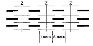 Схема строения миофибриллы