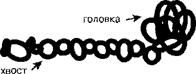 Схема строения молекулы миозина
