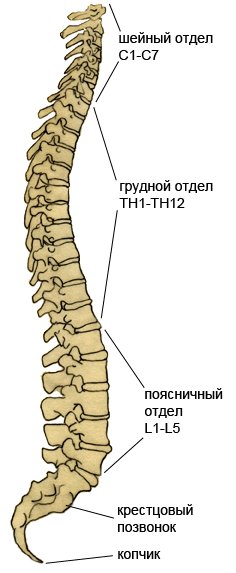позвоночник