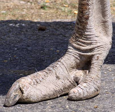 http://www.animalsglobe.ru/wp-content/uploads/2012/03/straus-2.jpg
