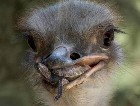 http://www.animalsglobe.ru/wp-content/uploads/2012/03/straus-6.jpg