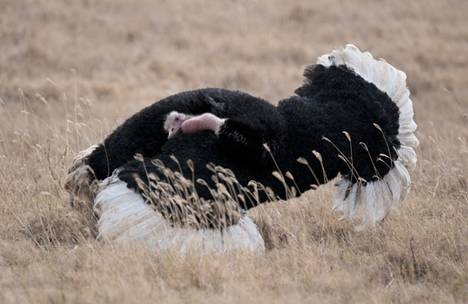 http://www.animalsglobe.ru/wp-content/uploads/2012/03/straus-7.jpg