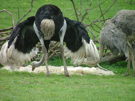 http://www.animalsglobe.ru/wp-content/uploads/2012/03/straus-8.jpg