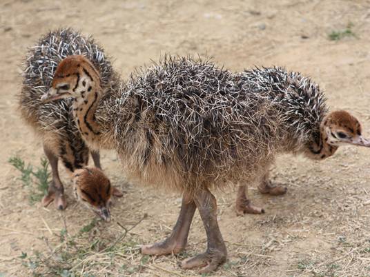 http://www.animalsglobe.ru/wp-content/uploads/2012/03/straus-10.jpg
