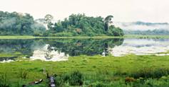 Crocodile swamp in Cat Tien National Park