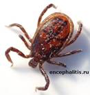 Самец Ixodes Ricinus