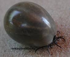 Самка клеща Ixodes Ricinus после кровососания