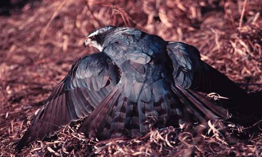 D:\�����\book\����� ������\Imprint Accipiters And The Recipe.files\gosmantling.jpg