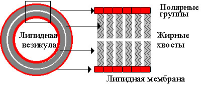 Рис.