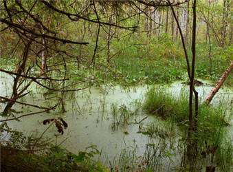 http://stat16.privet.ru/lr/0b025f0bea7ca8ce6a9863ab904bad98