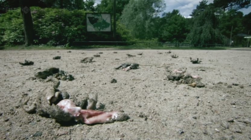http://infoglaz.ru/wp-content/uploads/scale_BBC.Natures.Weirdest.Events.1of2.PDTV_.XviD_.AC3_.MVGroup.org07-24-03.jpg