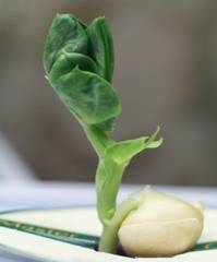 IMG_0605-199x300.jpg