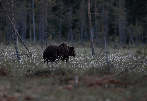 http://hunterrussia.ru/images/stories/bear7.png