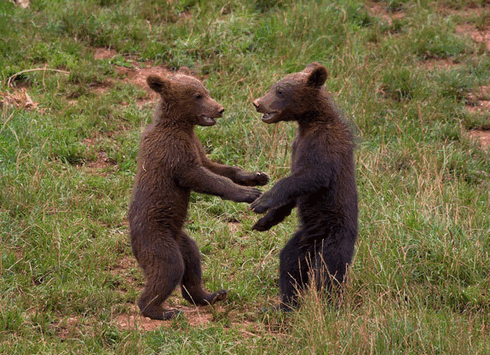 http://hunterrussia.ru/images/stories/bear3.png