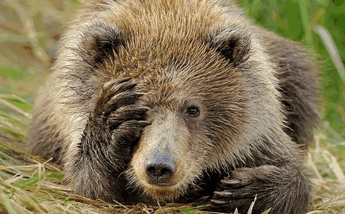 http://hunterrussia.ru/images/stories/bear.png